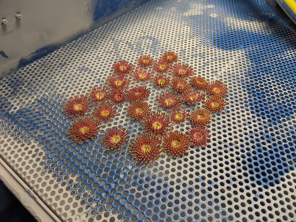 3D5 - PLA